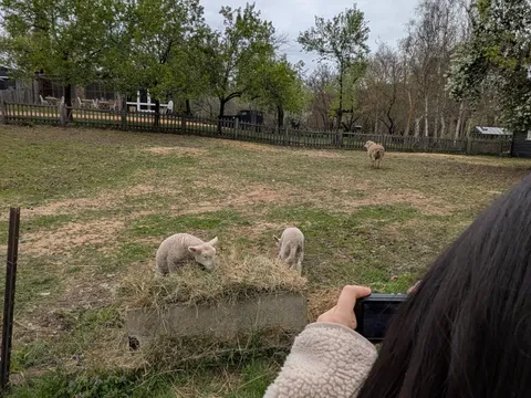 Two lambs feeding at Lavandula farm.